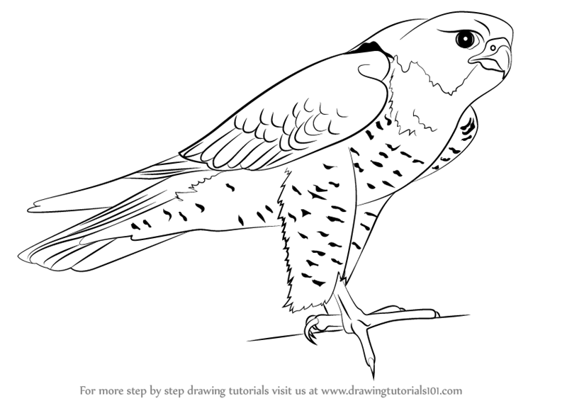 800x566 learn how to draw a peregrine falcon - Peregrine Falcon Drawing