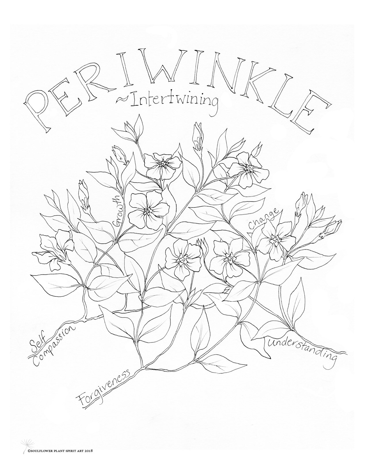1275x1650 Periwinkle - Periwinkle Flower Drawing