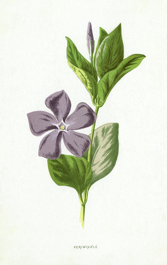 568x900 periwinkle date drawing - Periwinkle Flower Drawing