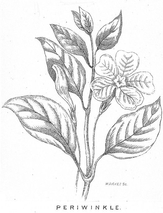 525x685 Periwinkle Drawing Drawing Drawings, Periwinkle Flowers - Periwinkle Flower Drawing