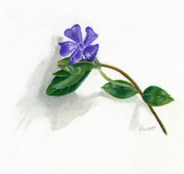375x356 Periwinkle Drawing - Periwinkle Flower Drawing