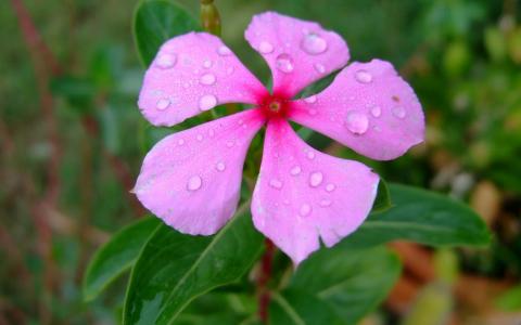 480x300 Periwinkle Flower Drawing Hd Wallpaper, Background Images - Periwinkle Flower Drawing