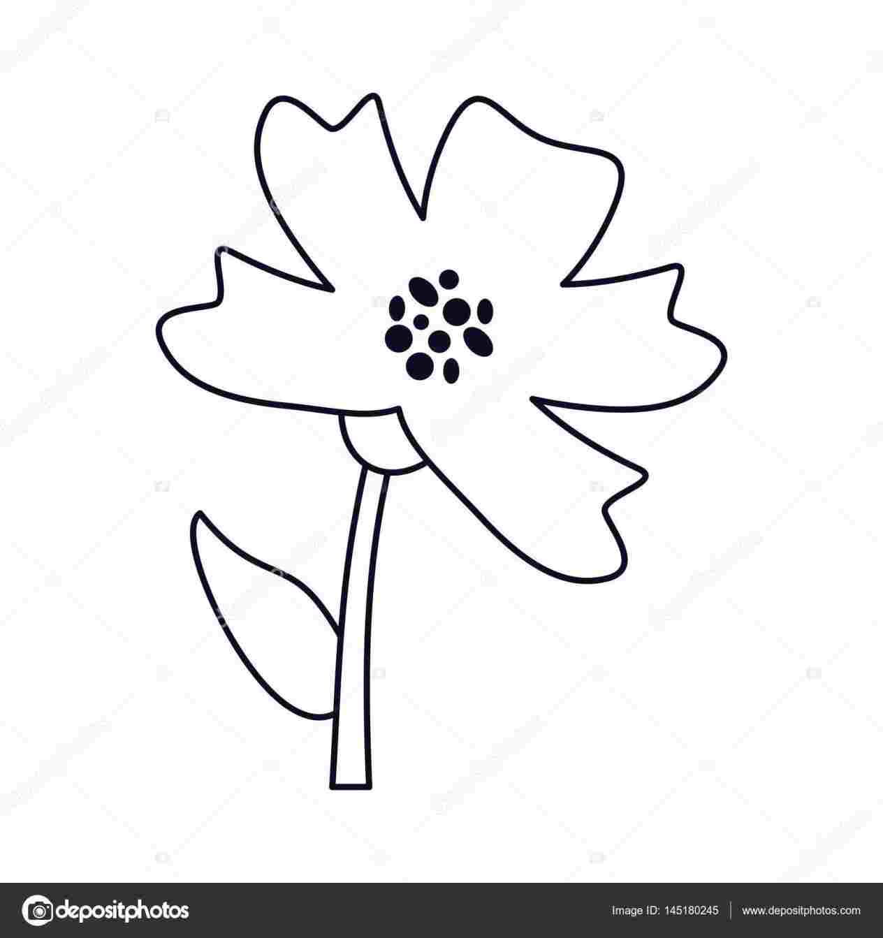 1264x1343 Periwinkle Flower Drawing - Periwinkle Flower Drawing