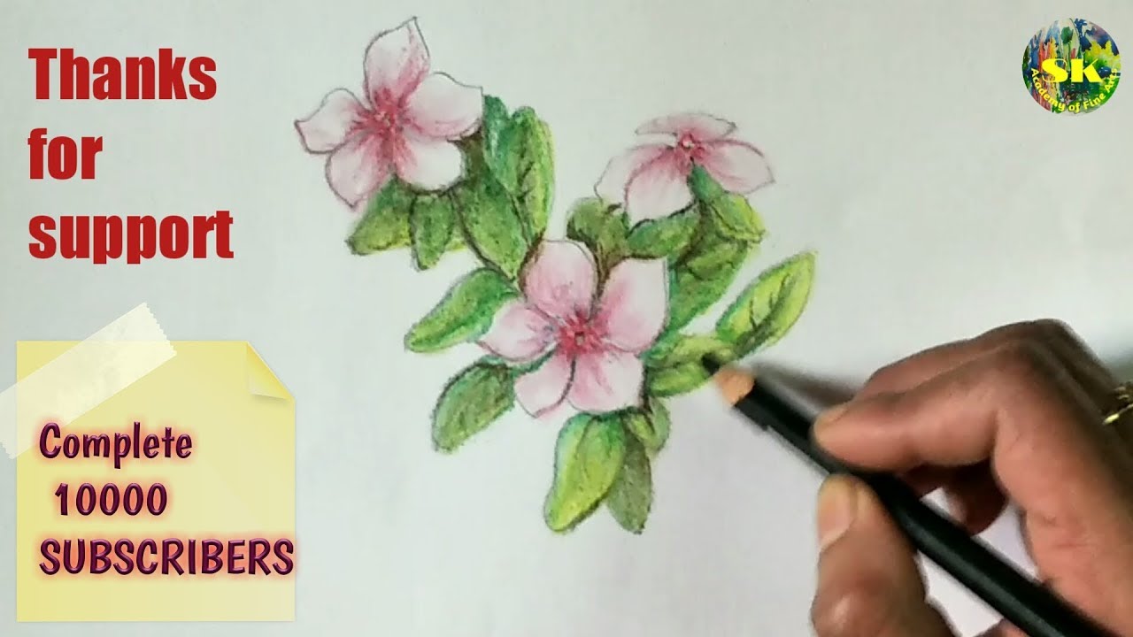 1280x720 periwinkle flower in oil pastels how to draw and paint - Periwinkle Flower Drawing