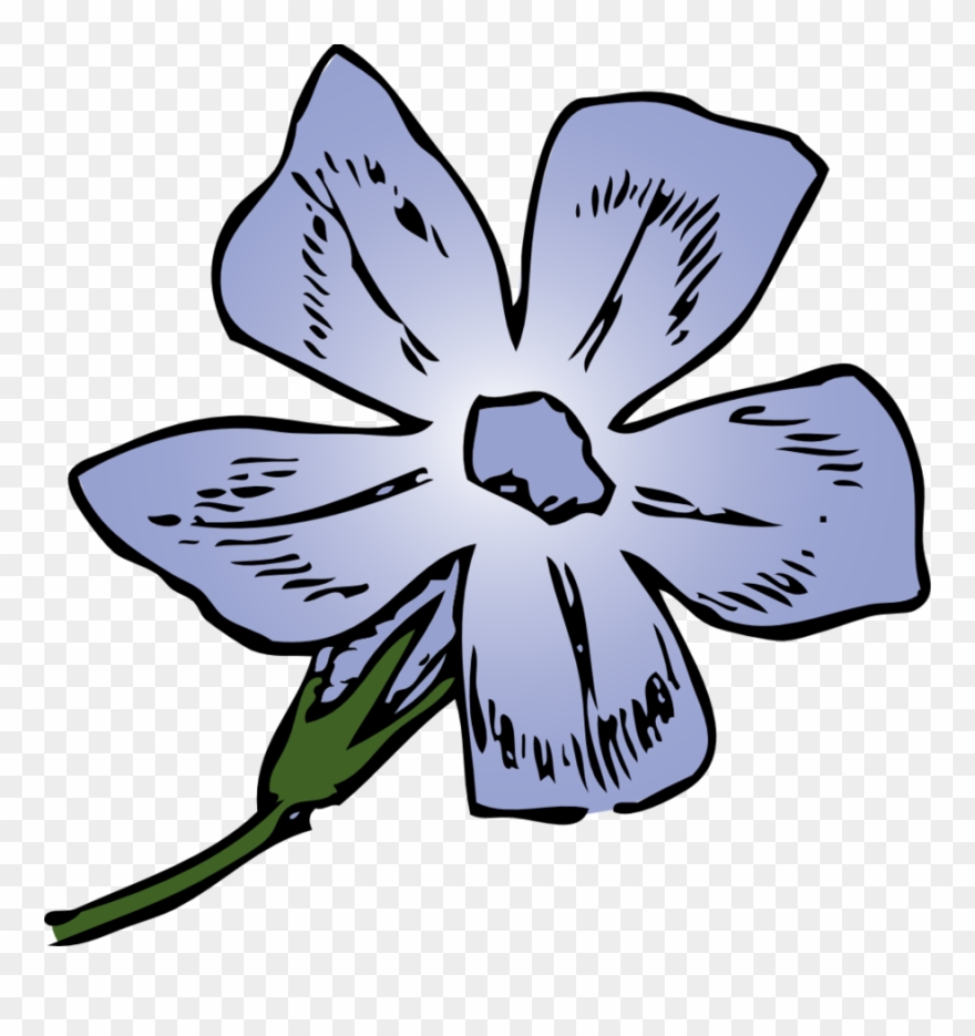 Periwinkle Flower Drawing at Explore collection of
