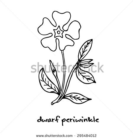 450x470 vinca minor clipart - Periwinkle Flower Drawing