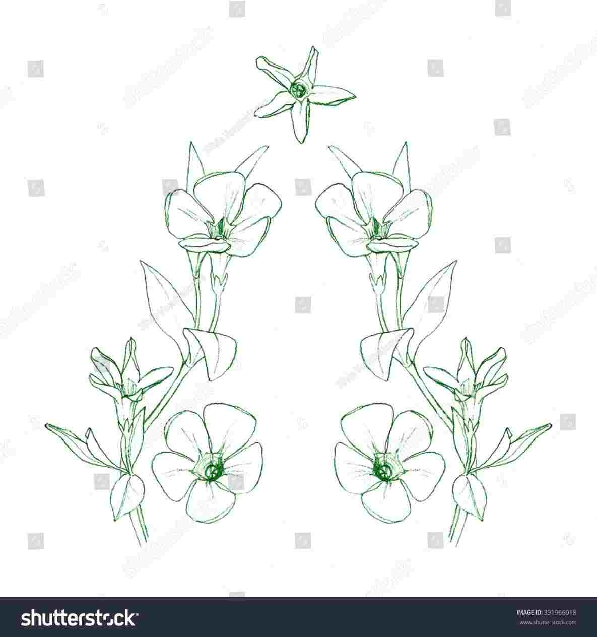 1185x1264 u photo free trial bigstockrhbigstockphotocom periwinkle - Periwinkle Flower Drawing