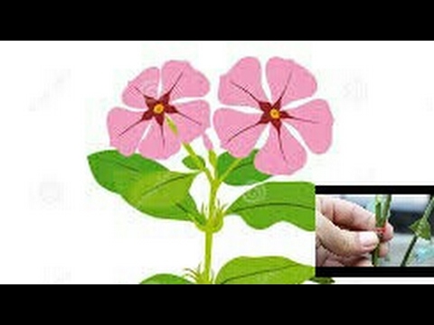 480x360 How To Graft Sadabahar - Periwinkle Flower Drawing
