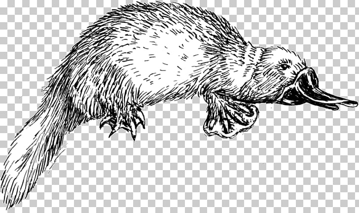 728x432 perry the platypus drawing phineas flynn line art, raccoon png - Perry The Platypus Drawing