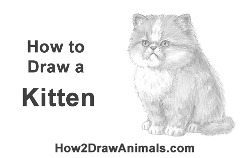 500x315 how to draw a kitten - Persian Cat Drawing