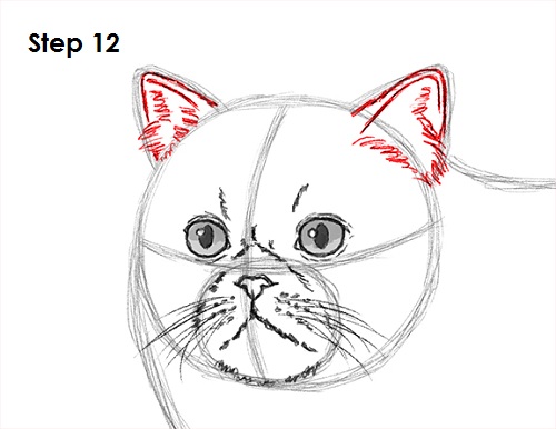 500x386 how to draw a persian cat - Persian Cat Drawing