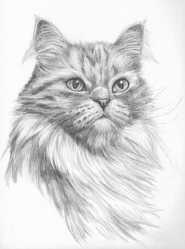 Persian Cat Drawing at Explore collection of