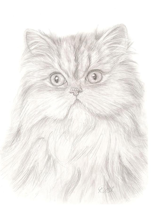 Persian Cat Drawing at Explore collection of