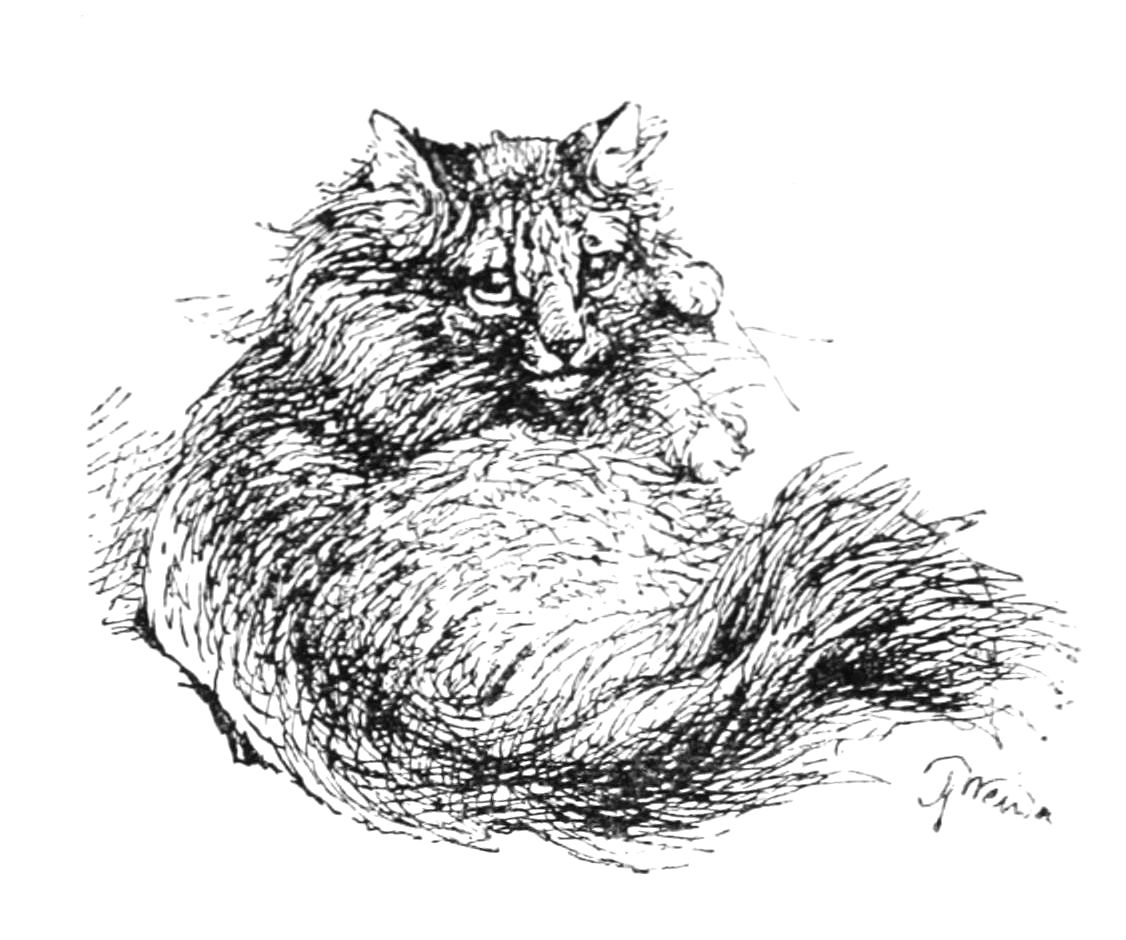 1126x940 vintage white persian cat drawing - Persian Cat Drawing