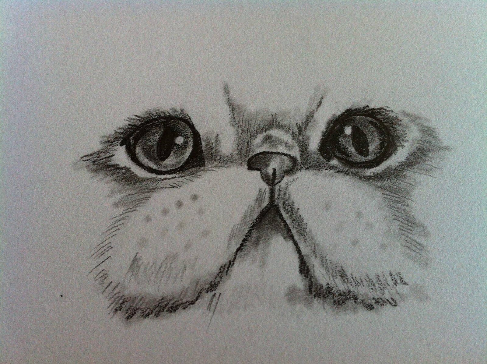 1600x1195 persian cat draw - Persian Cat Drawing