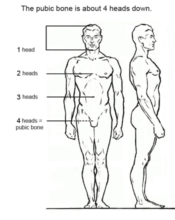 350x440 figure drawing proportions to know - Person Looking Down Drawing