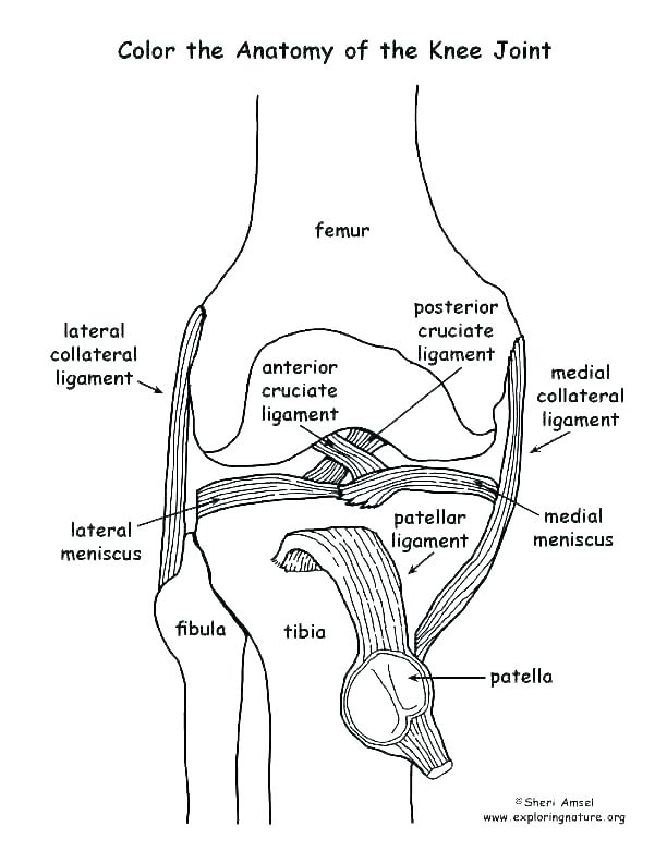 612x792 Human Coloring - Person Outline Drawing