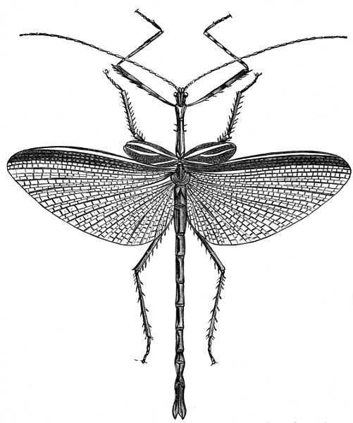501x600 goliath stick insect drawing - Pest Drawing