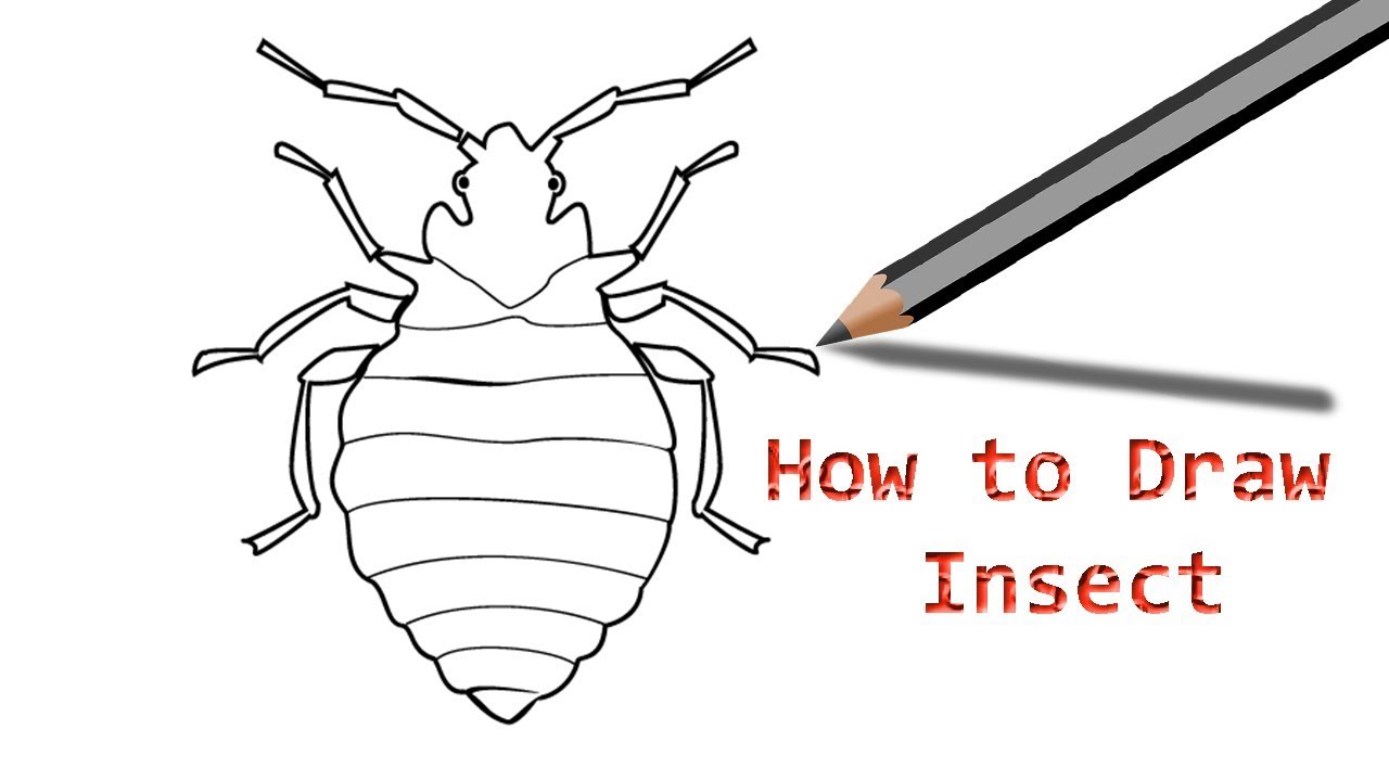 1280x720 how to draw a bug insect step - Pest Drawing