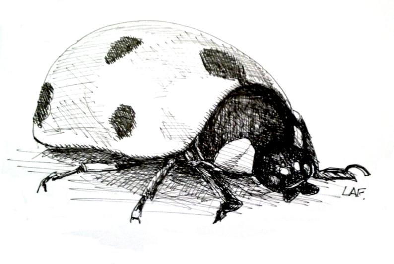 794x534 insect art ladybug printoriginal drawing limited edition etsy - Pest Drawing