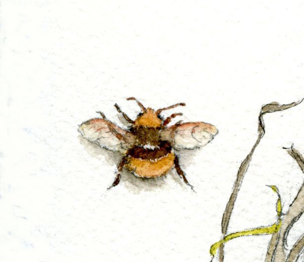 615x530 nature explorer how to draw and paint insects - Pest Drawing