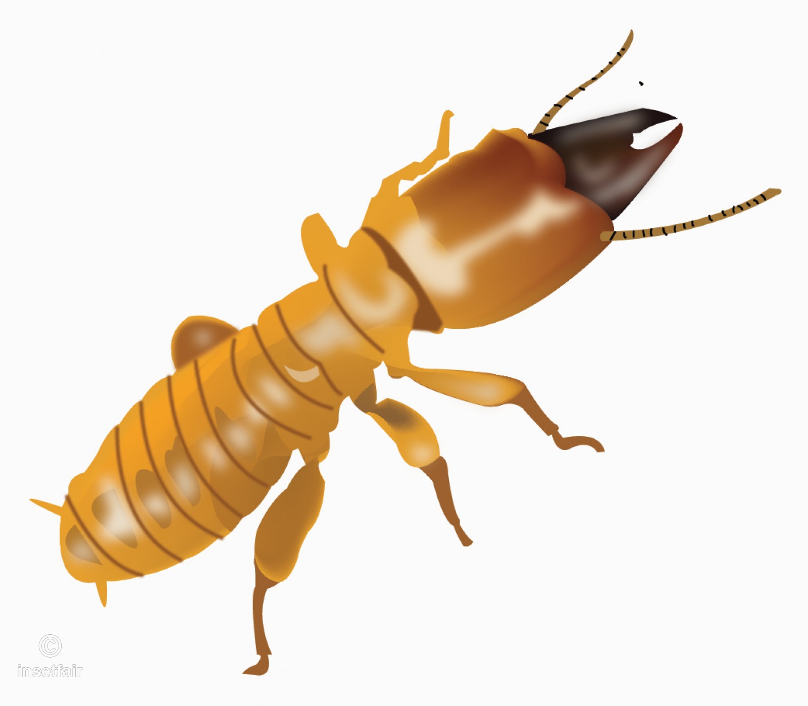 1600x1398 saurashtra pest termites vector drawing and illustration - Pest Drawing