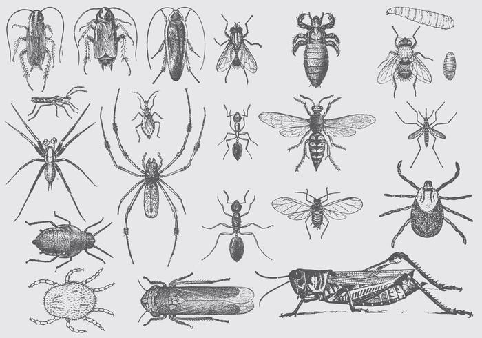 700x490 vintage pest drawings - Pest Drawing