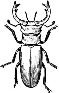 236x369 bug line drawing line drawings printables - Pest Drawing