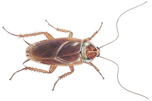 495x329 cockroach drawing american cockroaches - Pest Drawing