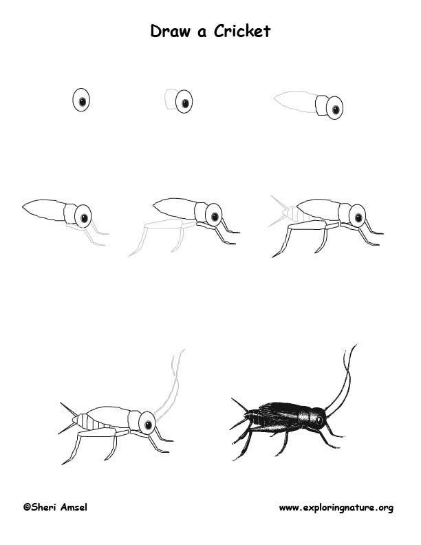 612x792 cricket drawing lesson - Pest Drawing