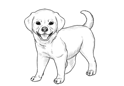 400x277 How To Draw A Puppy - Pet Drawing