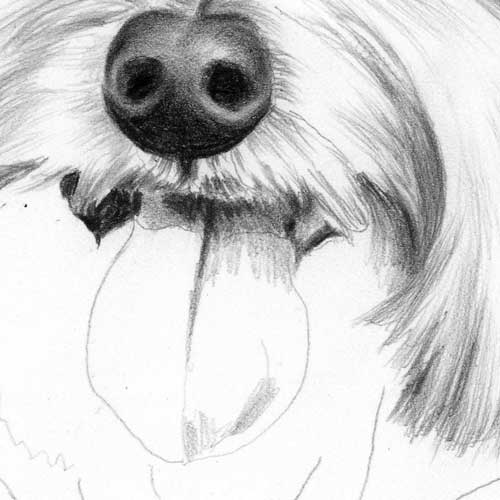 500x500 How To Draw A Dog's Tongue, How To Draw Pets, Drawing Dogs, Online - Pet Drawing