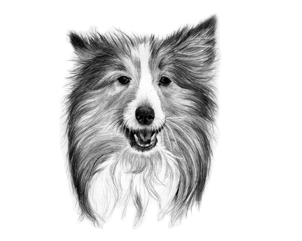 600x480 Tips For Drawing Realistic Pet Portraits - Pet Drawing