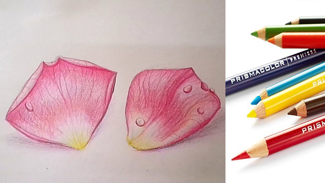 1280x720 how to draw a realistic rose flower petals easy step - Petal Drawing