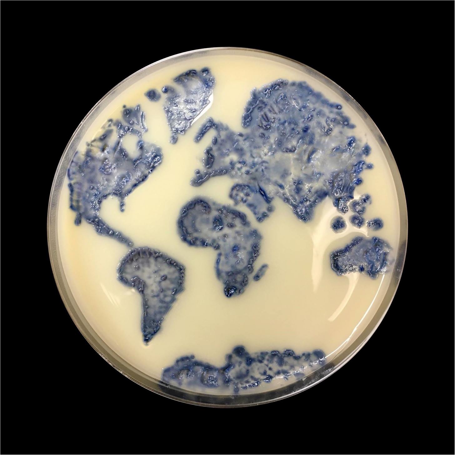 1456x1456 our favorite bacteria art submissions from asm's petri dish - Petri Dish Drawing