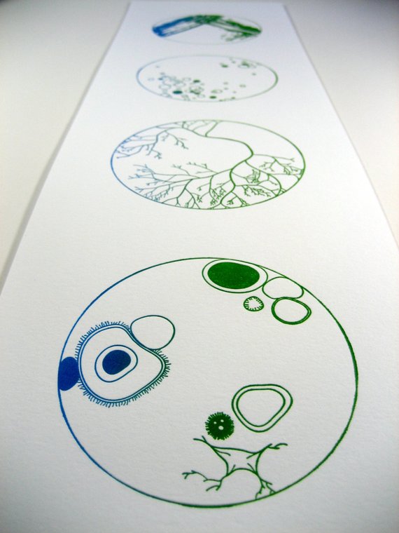 570x760 petri dish fine art print hand pulled relief print biology - Petri Dish Drawing