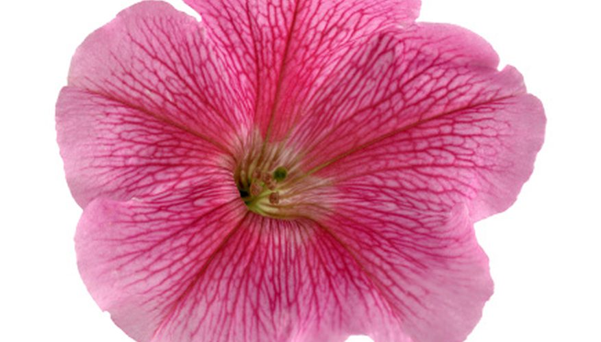 877x500 how to draw petunias our pastimes - Petunia Drawing