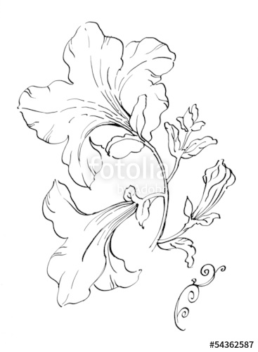 367x500 Ink Drawing Petunia Flowers Stock Photo And Royalty Free Images - Petunia Drawing