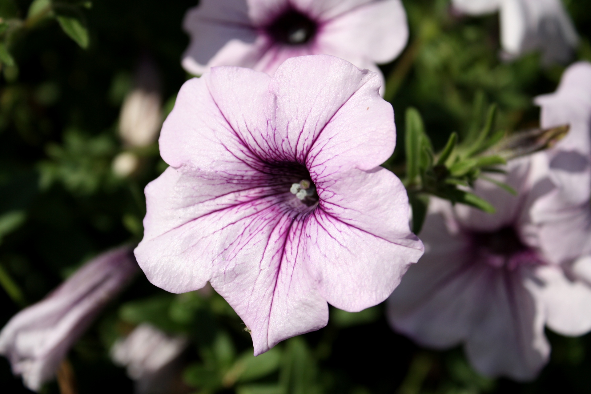 1920x1280 Petunia Drawing Hd Wallpaper, Background Images - Petunia Drawing