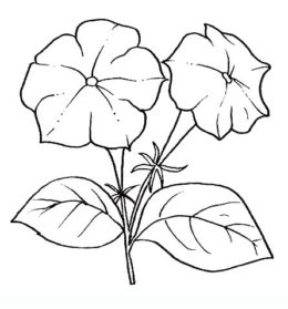 260x279 Petunia Drawing Pencil For Free Download - Petunia Drawing