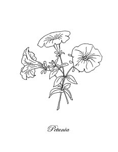 232x300 Petunia Drawings Fine Art America - Petunia Drawing