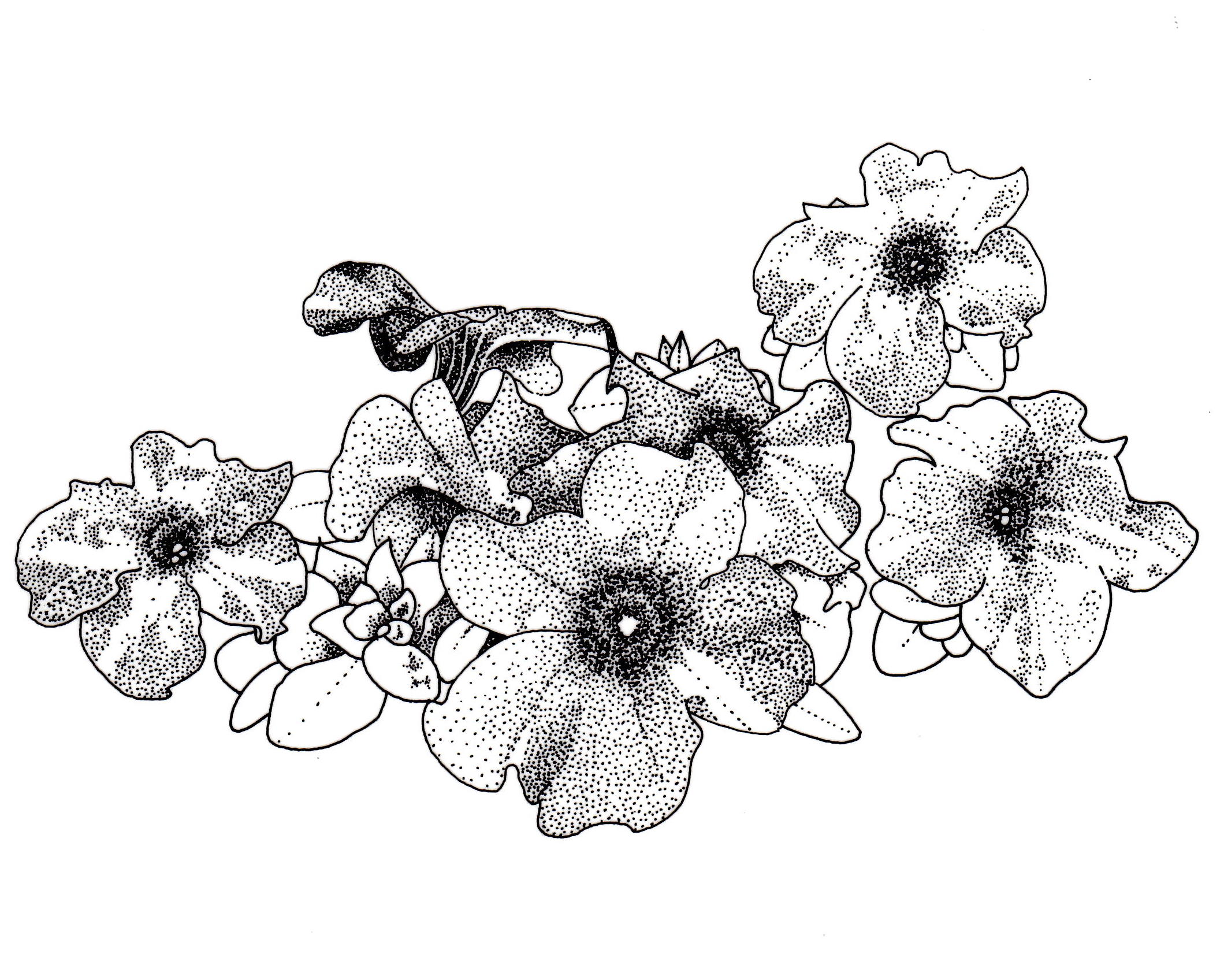 2119x1696 petunia limbo violet all america selections - Petunia Drawing