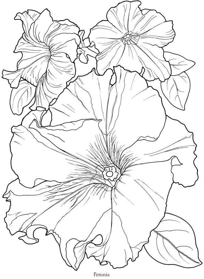 650x887 Petunia Drawing Free Download - Petunia Drawing