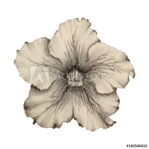 500x500 Petunia Pencil Drawing - Petunia Drawing
