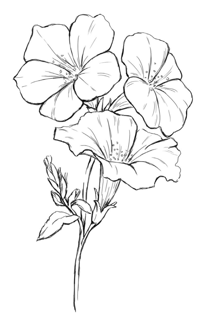806x1284 Coloring Pages Floral Drawing, Flower - Petunia Drawing