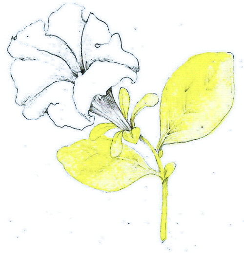 500x522 Tutorial Botanical Drawing With Pencil And Watercolor - Petunia Drawing