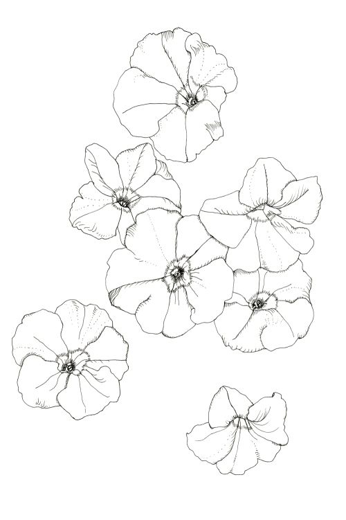 500x751 Penink Floral Petunia Tattoo, Petunias - Petunia Drawing