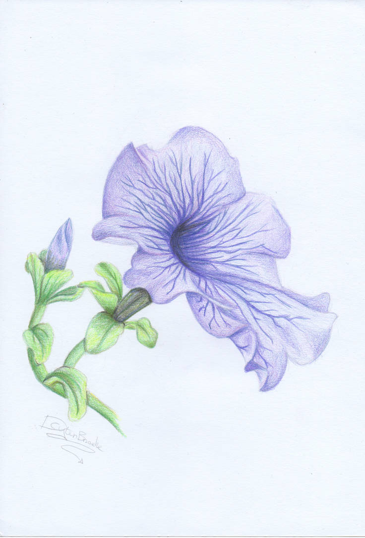 736x1086 Petunia Drawing - Petunia Drawing