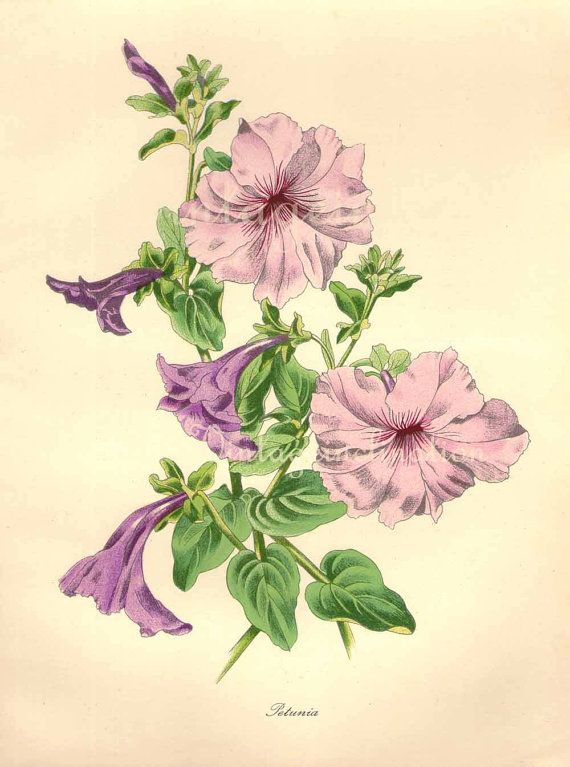 570x767 Vintage Flower Drawings In Color - Petunia Drawing