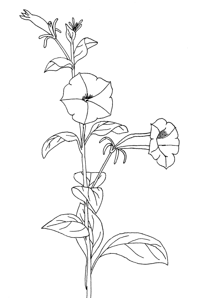 688x1023 Filepetunia Inflata Ellywa - Petunia Drawing